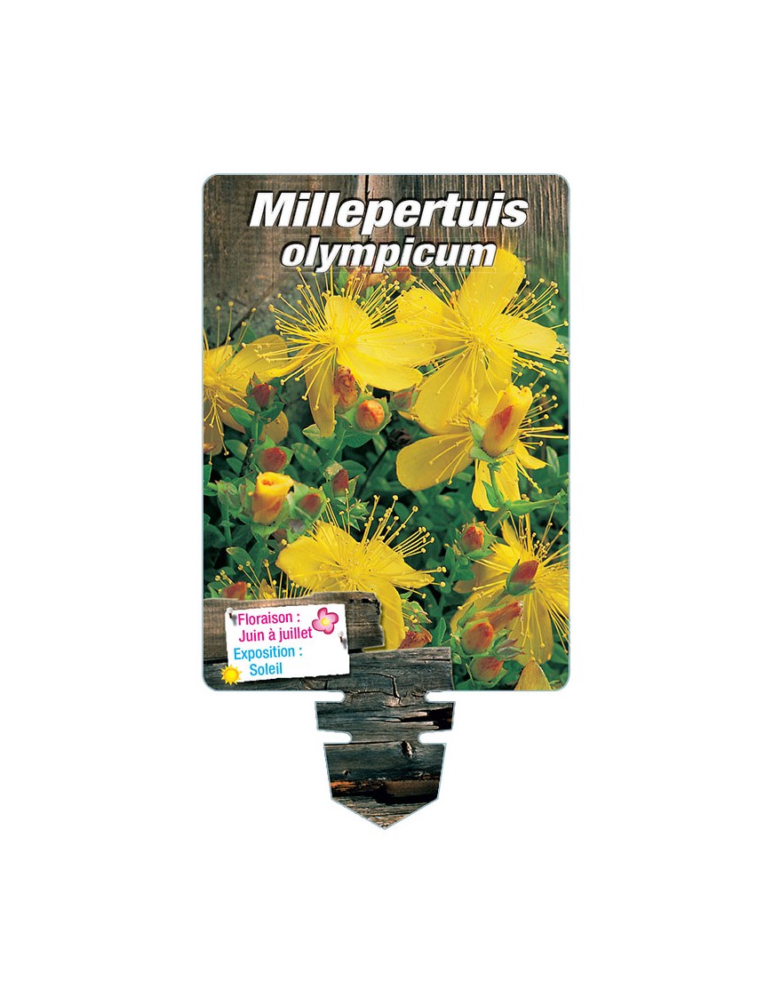 HYPERICUM olympicum voir MILLEPERTUIS