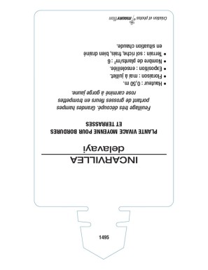 INCARVILLEA (delavayi rose)