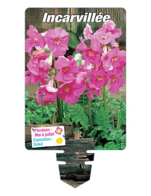 INCARVILLEA (delavayi rose)