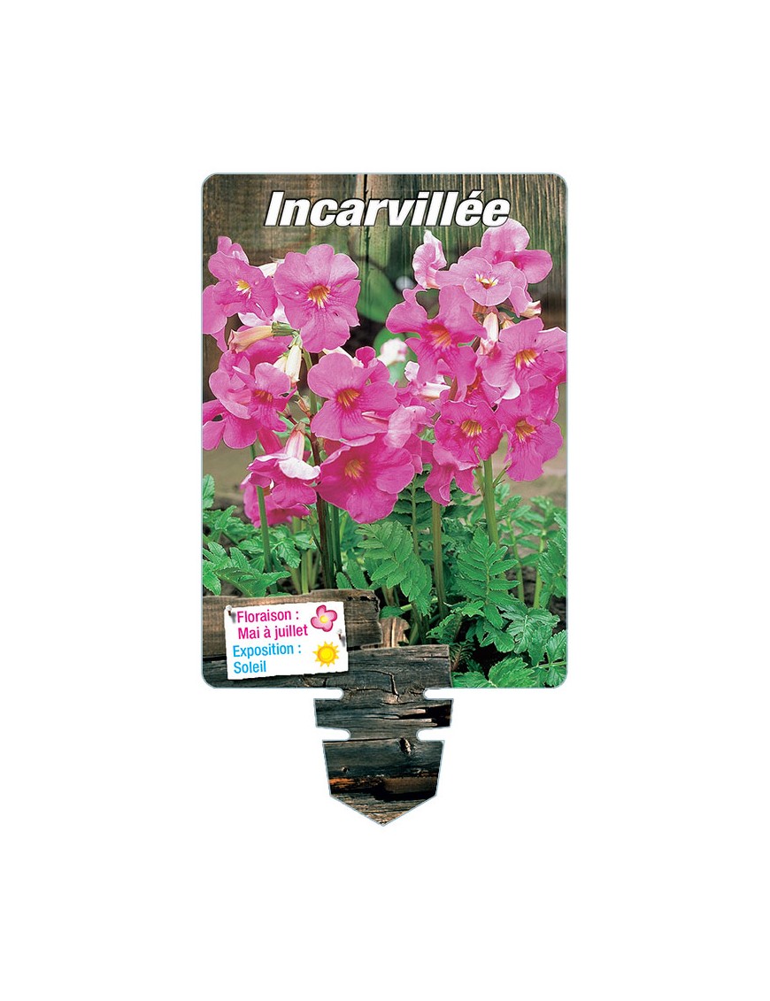INCARVILLEA (delavayi rose)