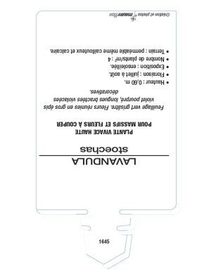 LAVANDULA stoechas 'Bandera Purple' voir LAVANDE papillon