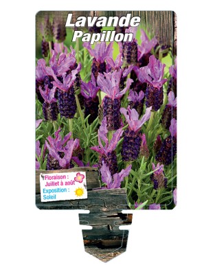 LAVANDULA stoechas 'Bandera Purple' voir LAVANDE papillon