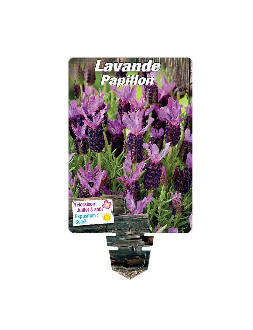 LAVANDULA stoechas 'Bandera Purple' voir LAVANDE papillon