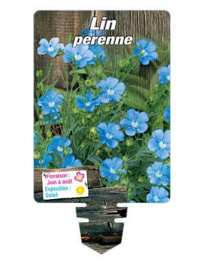 LIN perenne (bleu)