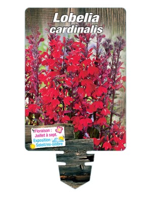 LOBELIA CARDINALIS (rouge)
