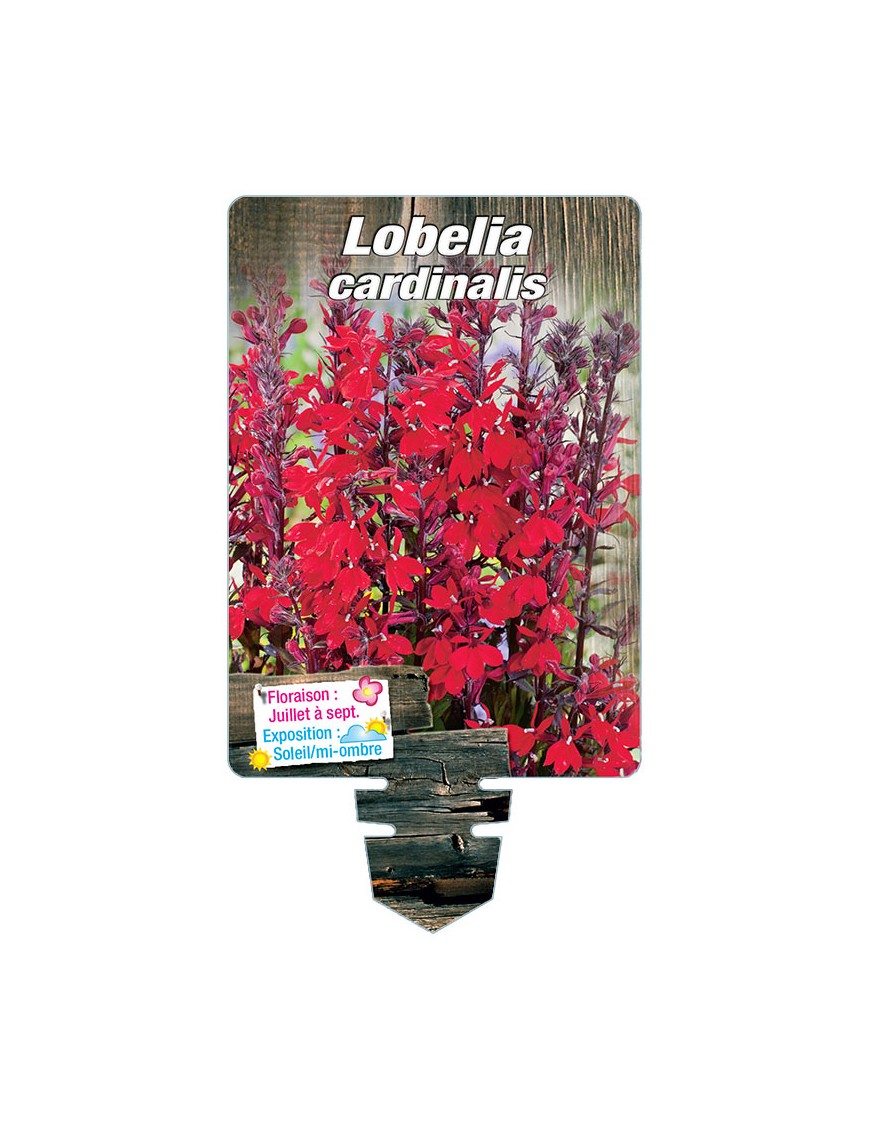 LOBELIA CARDINALIS (rouge)