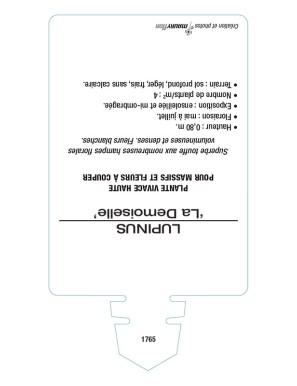 LUPINUS 'La Demoiselle' voir LUPIN DE RUSSEL (blanc)