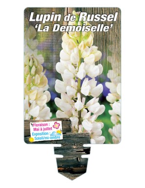 LUPINUS 'La Demoiselle' voir LUPIN DE RUSSEL (blanc)