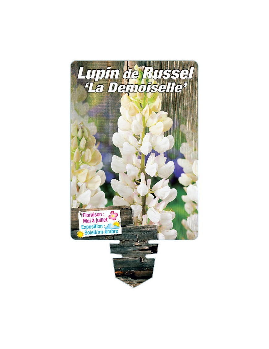 LUPINUS 'La Demoiselle' voir LUPIN DE RUSSEL (blanc)