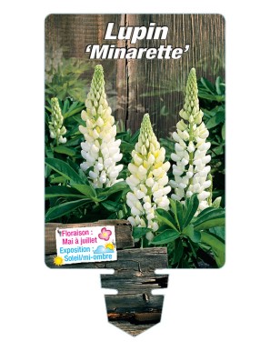 LUPINUS 'Minarette'  (blanc)