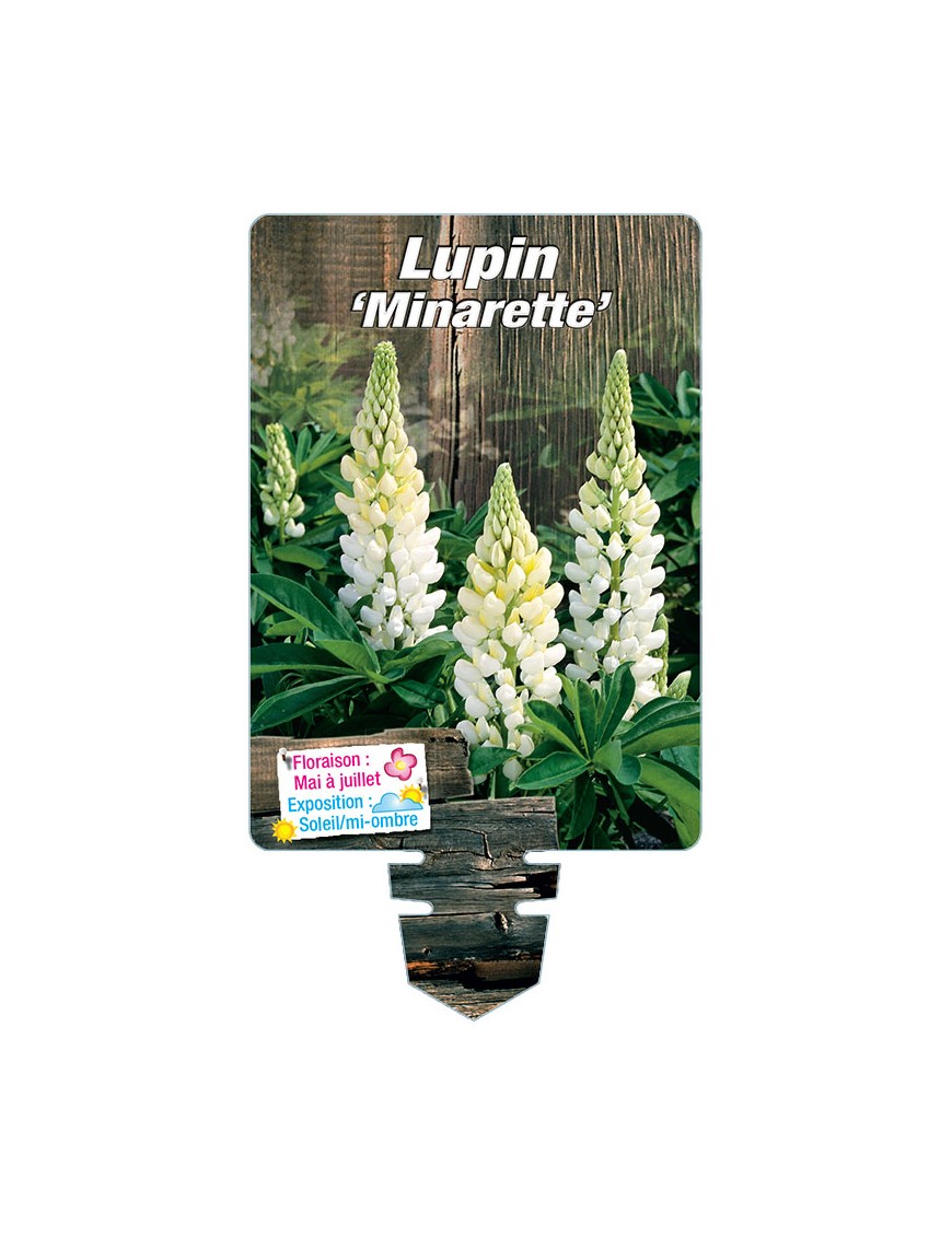LUPINUS 'Minarette'  (blanc)