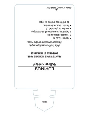 LUPINUS 'Minarette'  (rose)