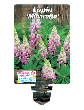 LUPINUS 'Minarette'  (rose)