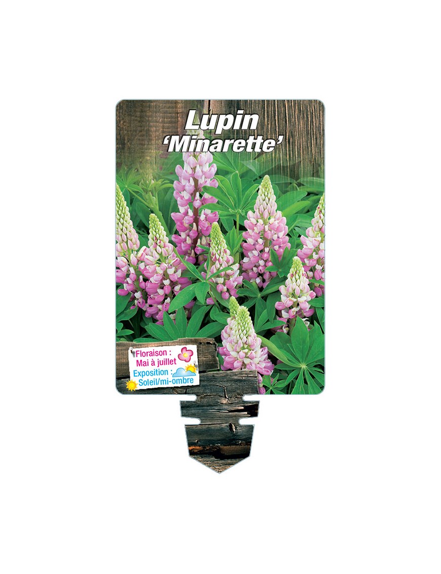 LUPINUS 'Minarette'  (rose)