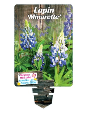 LUPINUS 'Minarette' (bleu)