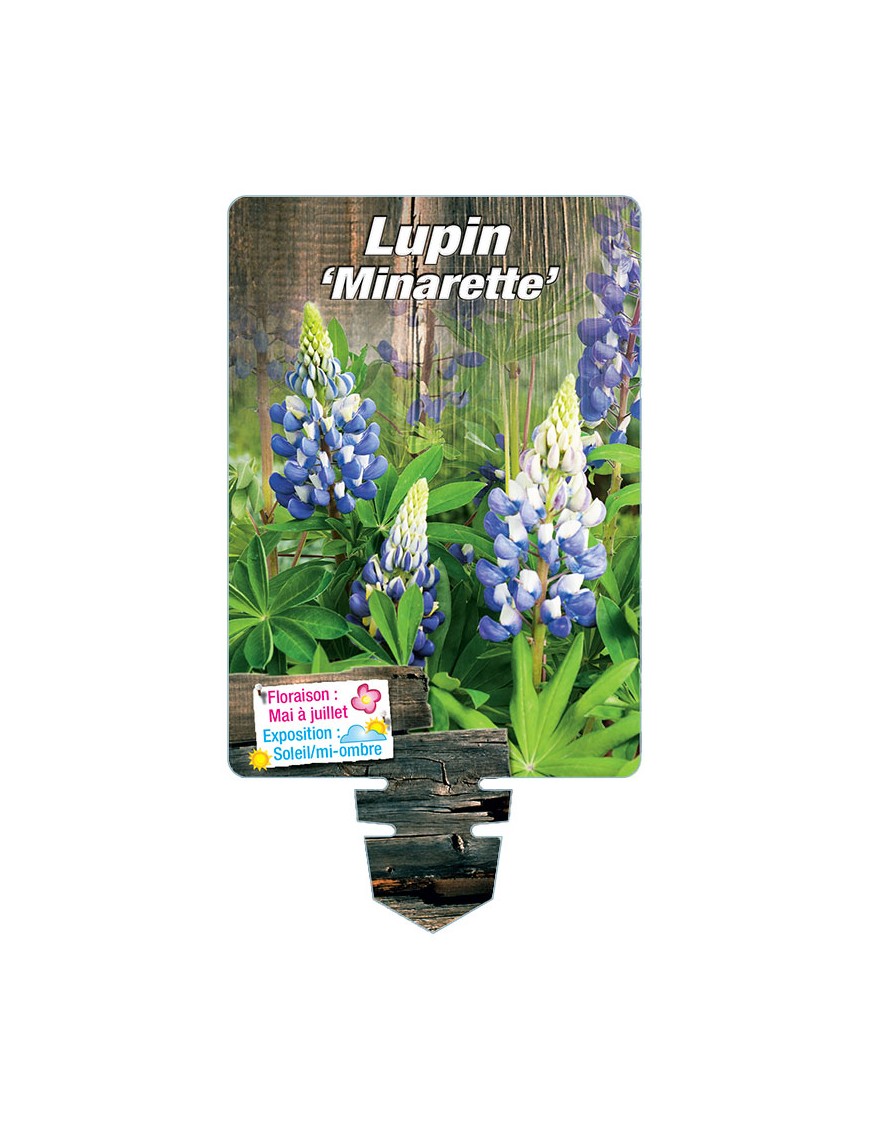 LUPINUS 'Minarette' (bleu)