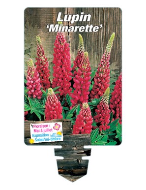 LUPINUS 'Minarette' (rouge)