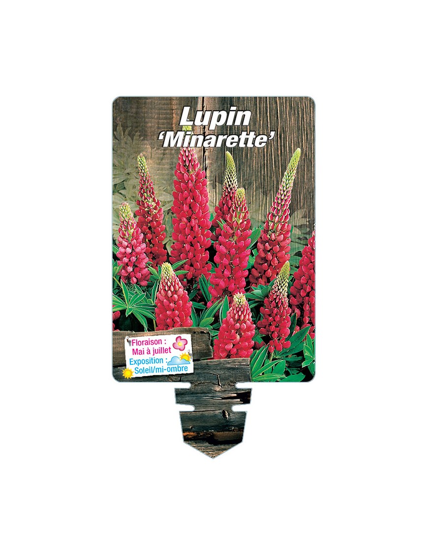LUPINUS 'Minarette' (rouge)