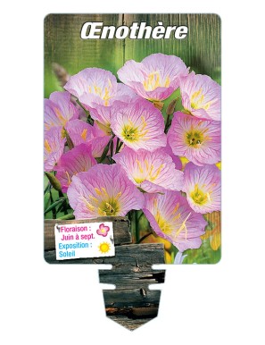 OENOTHERA (rose)*