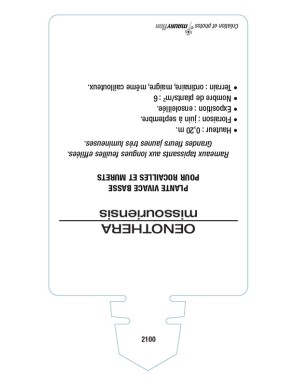 OENOTHERA DU MISSOURI (jaune) voir ONAGRE du Missouri