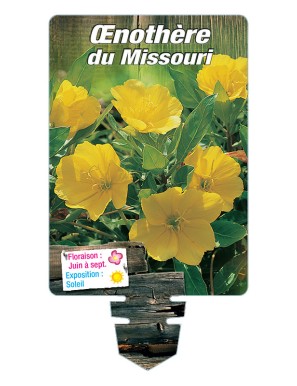OENOTHERA DU MISSOURI (jaune) voir ONAGRE du Missouri