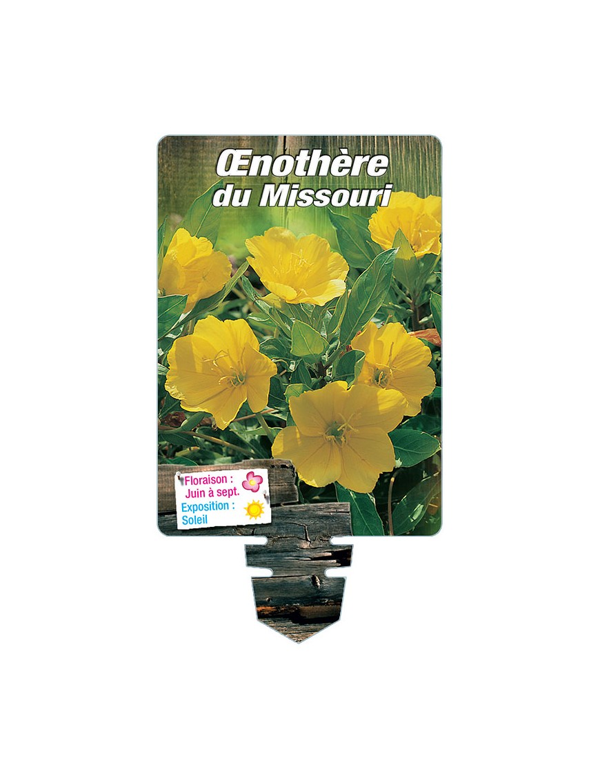 OENOTHERA DU MISSOURI (jaune) voir ONAGRE du Missouri