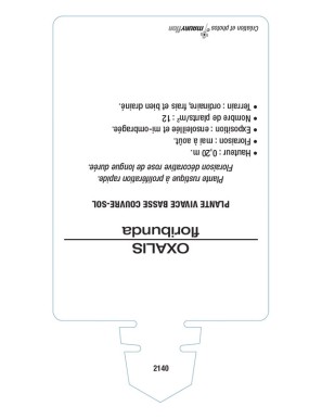 OXALIS floribunda (rose foncé)