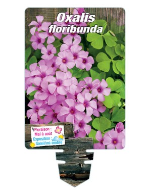 OXALIS floribunda (rose foncé)