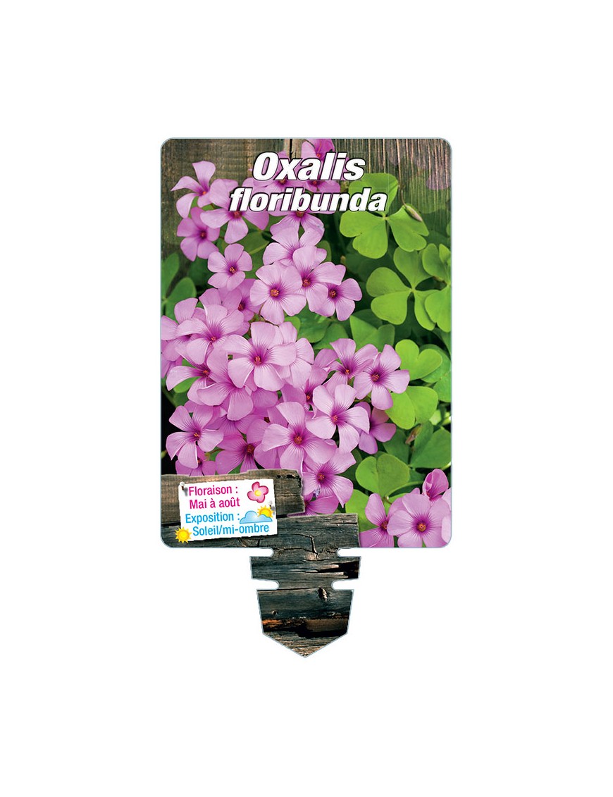 OXALIS floribunda (rose foncé)