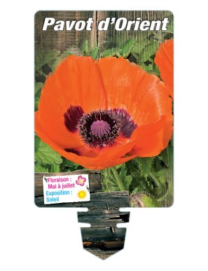 PAVOT D'ORIENT (orangé)