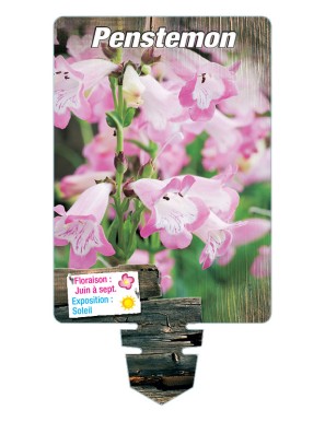 PENSTEMON (rose coeur blanc)*