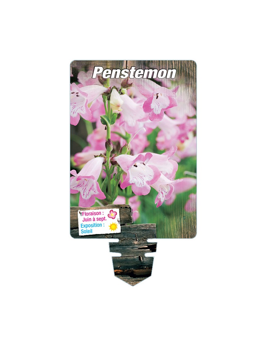 PENSTEMON (rose coeur blanc)*