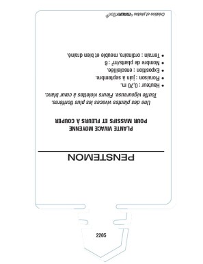 PENSTEMON (violet coeur blanc)