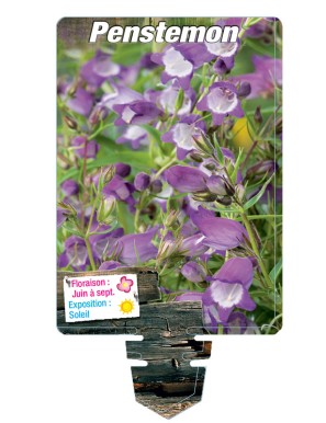 PENSTEMON (violet coeur blanc)