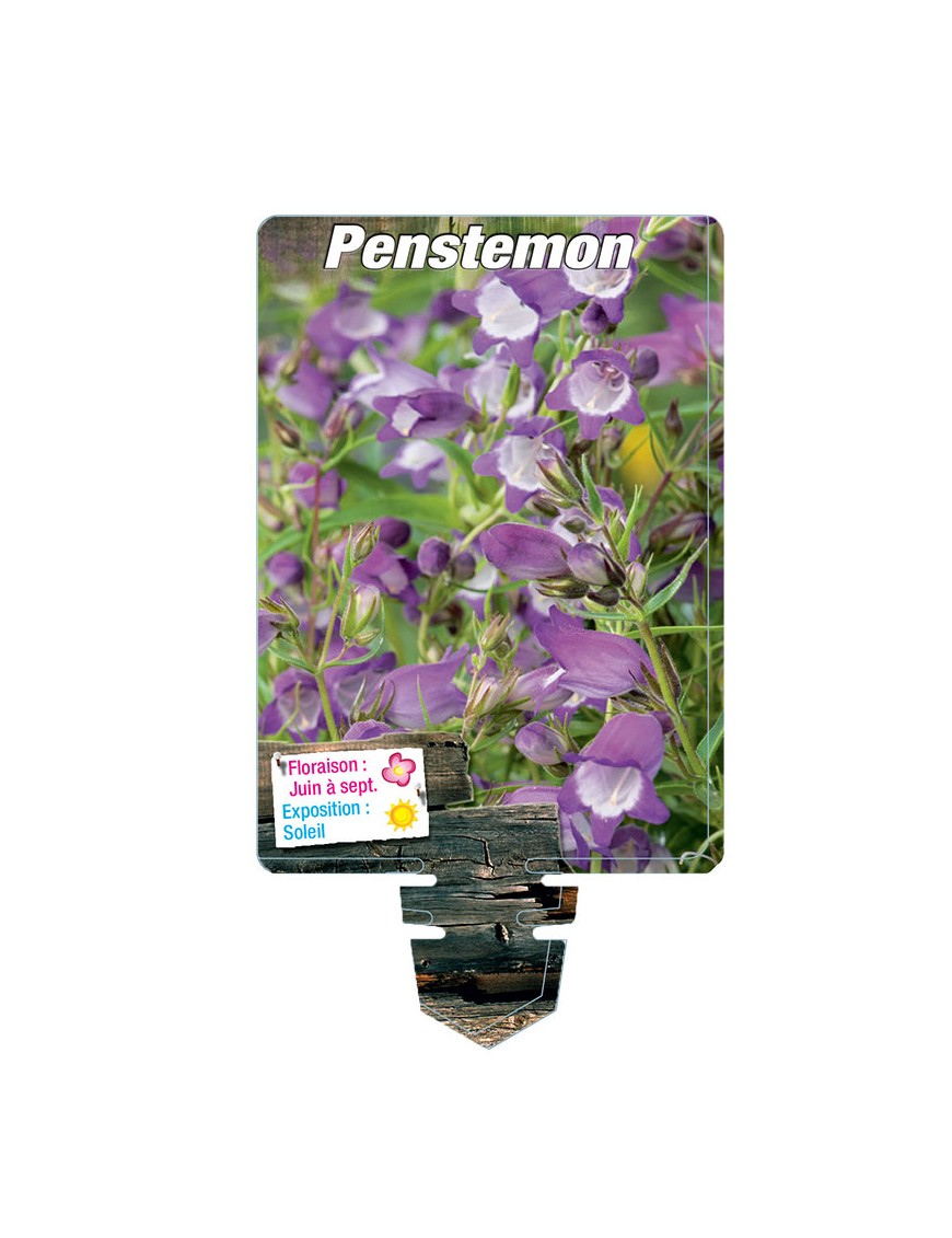 PENSTEMON (violet coeur blanc)