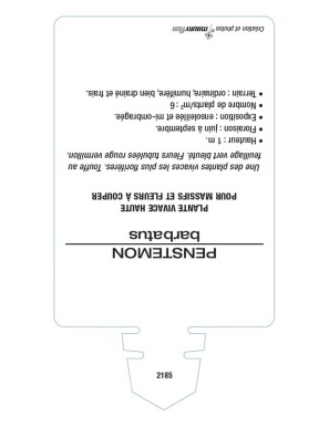 PENSTEMON barbatus (rouge)