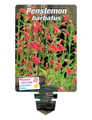 PENSTEMON barbatus (rouge)
