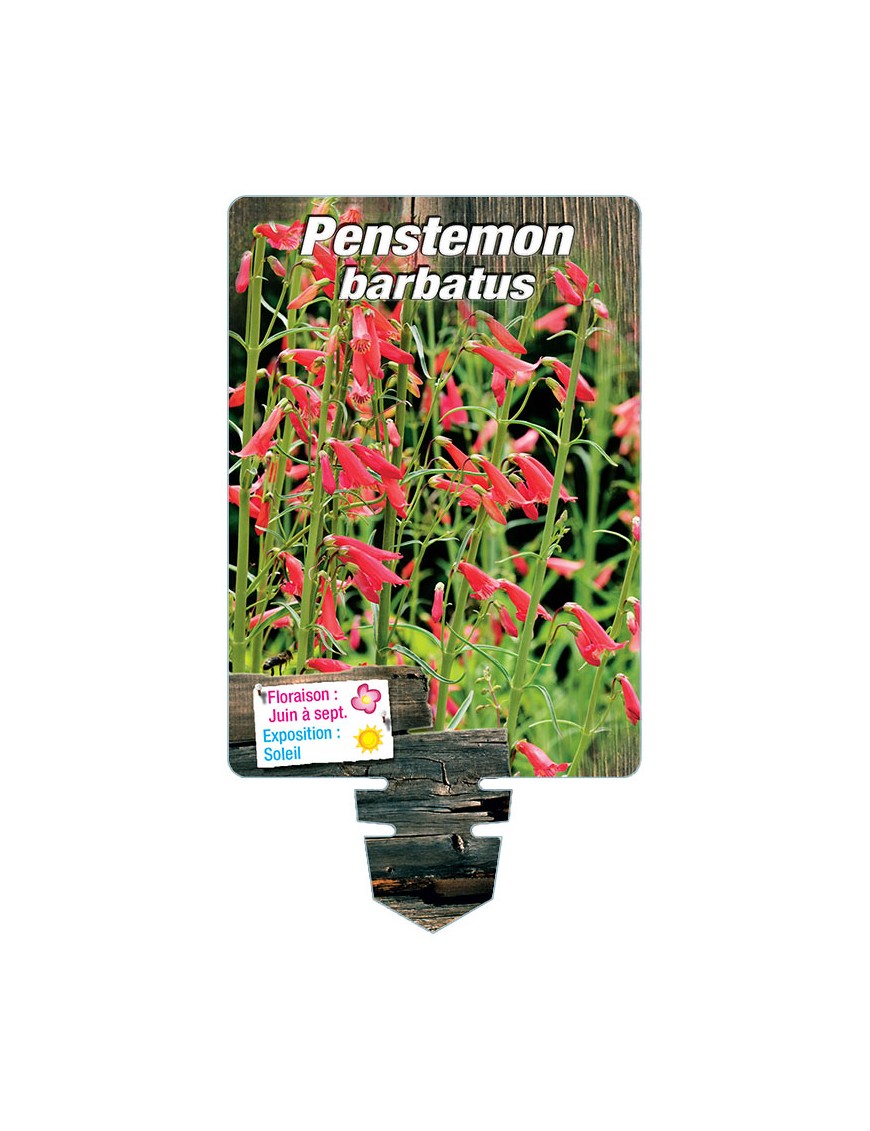 PENSTEMON barbatus (rouge)