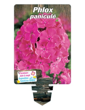 PHLOX paniculata (rose vif)