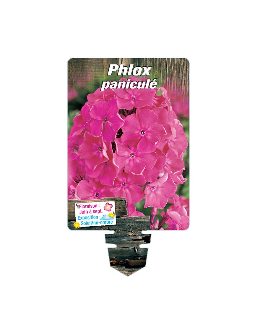 PHLOX paniculata (rose vif)