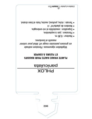 PHLOX paniculata (rouge)