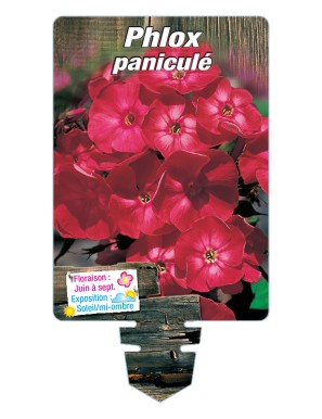 PHLOX paniculata (rouge)