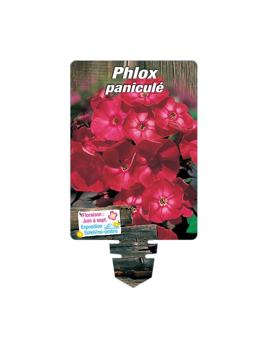 PHLOX paniculata (rouge)