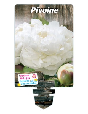 PIVOINE (blanc)*