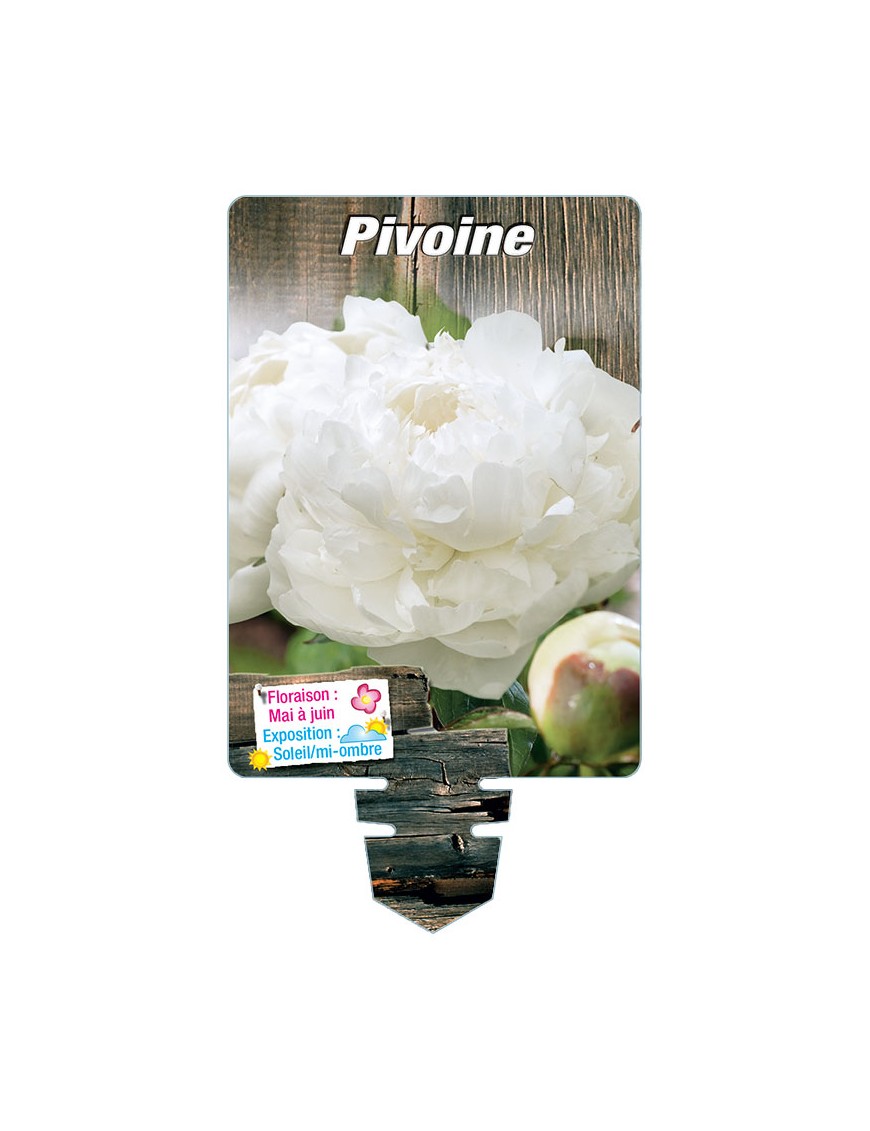 PIVOINE (blanc)*