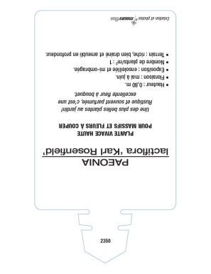 PAEONIA lactiflora 'Karl Rosenfield'  voir PIVOINE