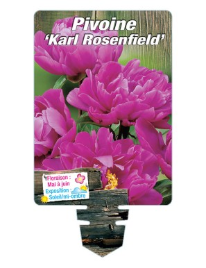 PAEONIA lactiflora 'Karl Rosenfield'  voir PIVOINE