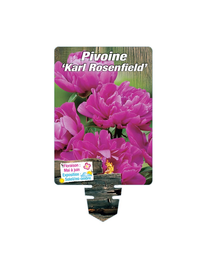 PAEONIA lactiflora 'Karl Rosenfield'  voir PIVOINE