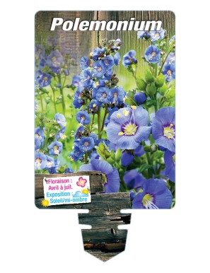 POLEMONIUM (bleu)*