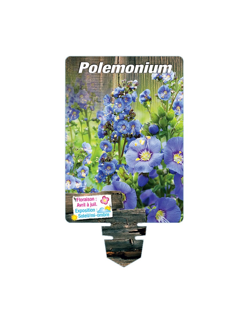 POLEMONIUM (bleu)*